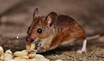 24 Hour & Emergency Exterminators in Meeker, WA